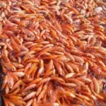 Pembenihan Ikan Nila Intensif