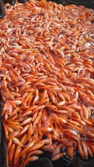 Pembenihan Ikan Nila Intensif