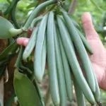 budidaya tanaman vanili