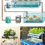 cara memulai aquaponik