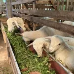 penghasilan tambahan dari ternak domba