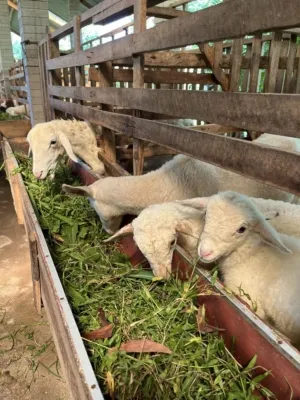 penghasilan tambahan dari ternak domba