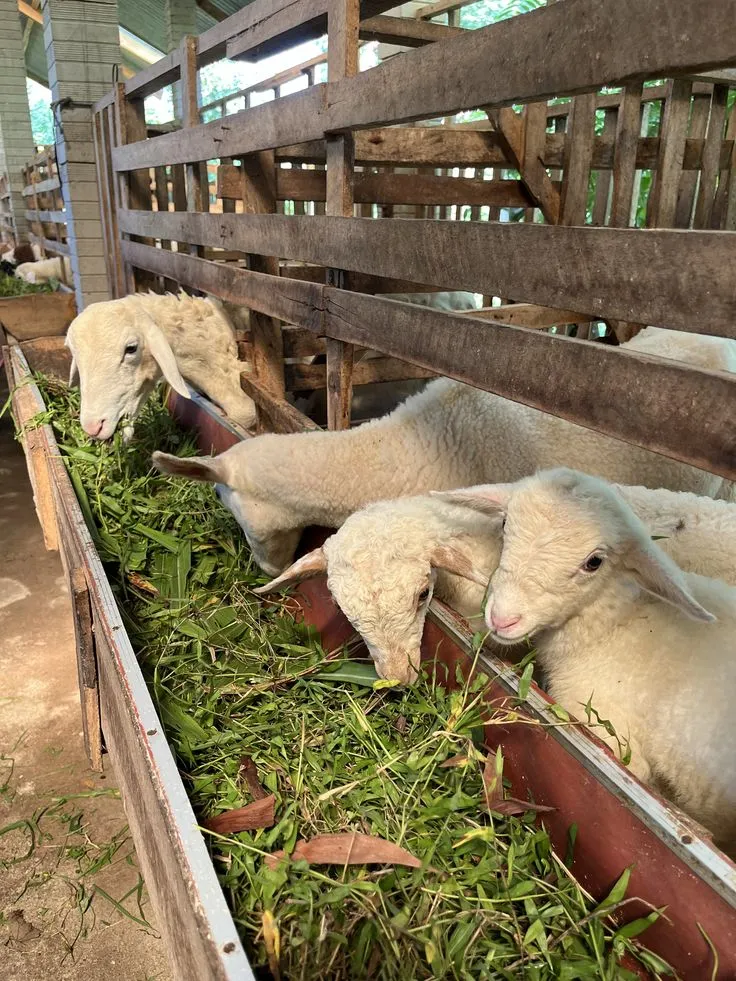 penghasilan tambahan dari ternak domba