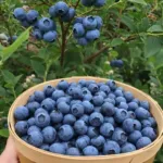 Makanan untuk meningkatkan daya ingat otak