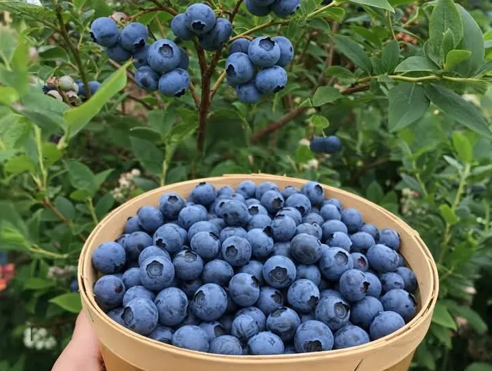 Makanan untuk meningkatkan daya ingat otak
