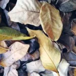 cara membuat kompos daun kering