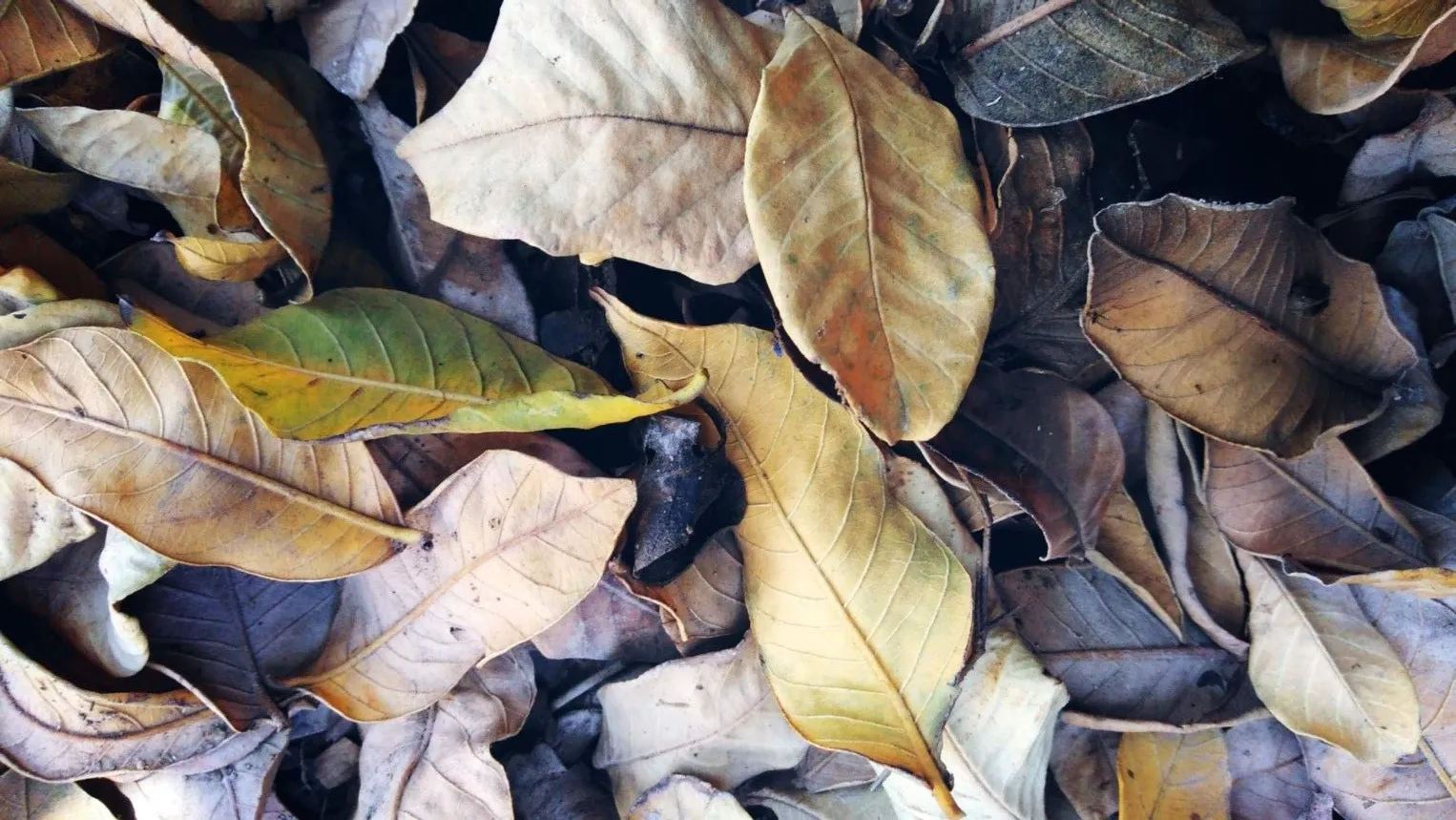 cara membuat kompos daun kering